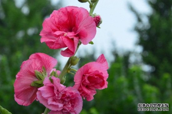 春天种的蜀葵什么时候开花，当年6～8月份开花