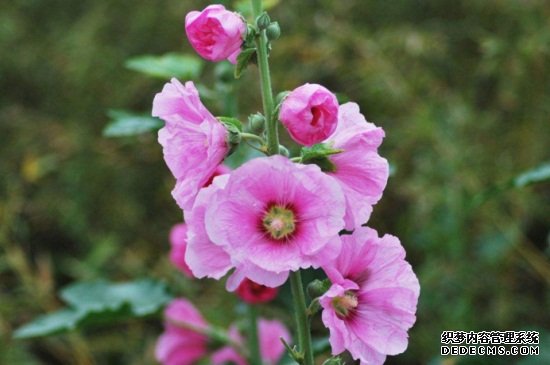 春天种的蜀葵什么时候开花，当年6～8月份开花