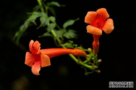 炮仗花和凌霄花的区别，4大区别区分两者