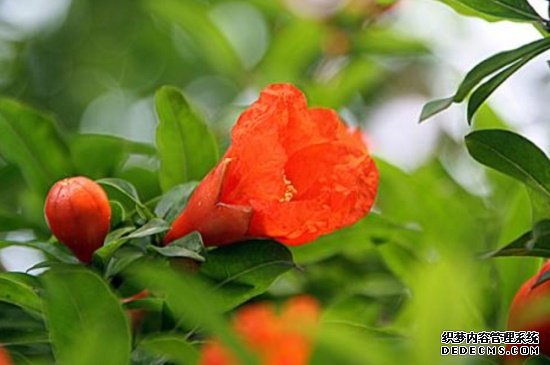 石榴花春天怎么养，浇水保湿并追施氮肥