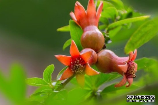 石榴花春天怎么养，浇水保湿并追施氮肥