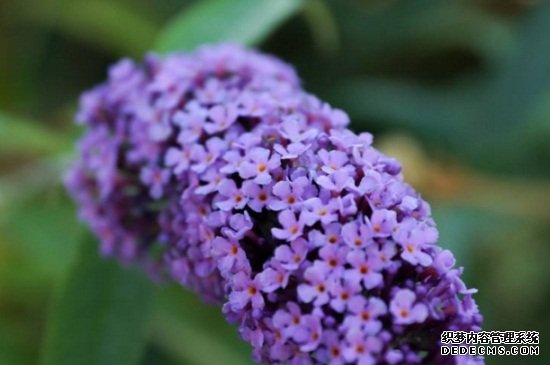 紫色丁香花的花语，花语寓意着初恋