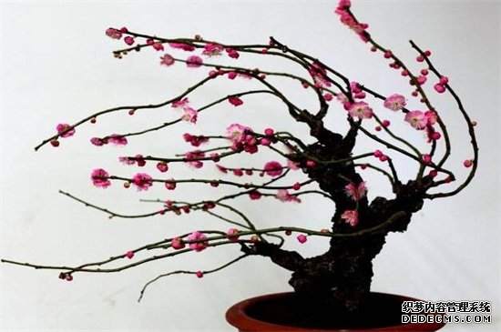 梅花盆景的修剪与绑扎技巧