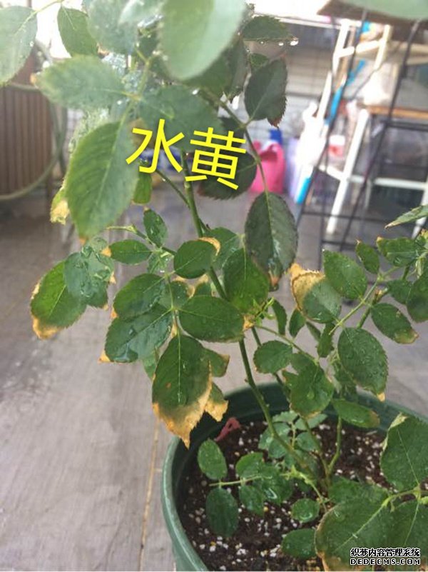 月季夏季黄叶有哪些原因？对应处理方法
